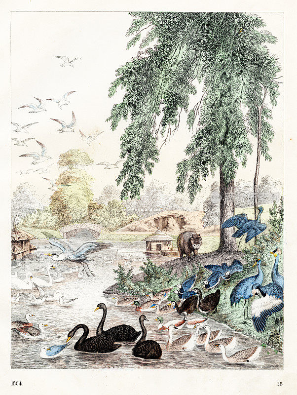 汉堡动物园-卡尔・霍夫曼的珍本“世界之书- 1864”